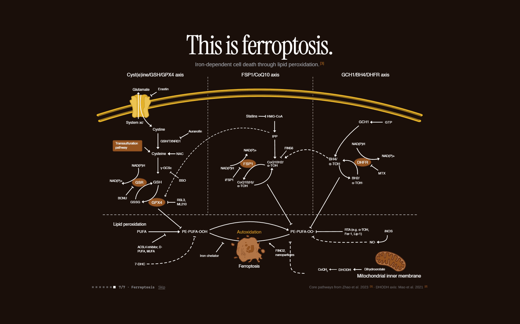 Ferroptosis mechanism diagram showing iron-dependent lipid peroxidation cascade